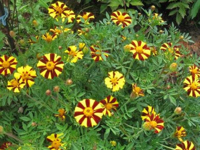 Бархатцы Веселый клоун (Арлекин) 3