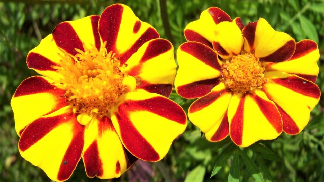 Бархатцы Веселый клоун (Арлекин) 5