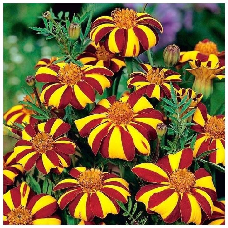 Бархатцы Веселый клоун (Арлекин)