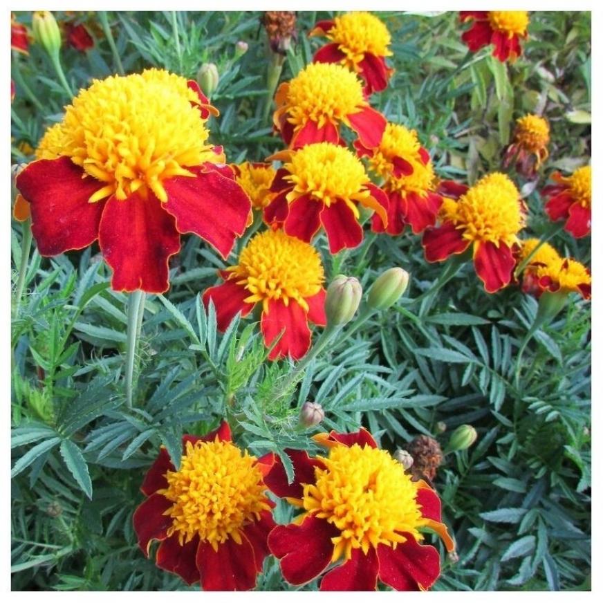 Бархатцы Желтая головка 2