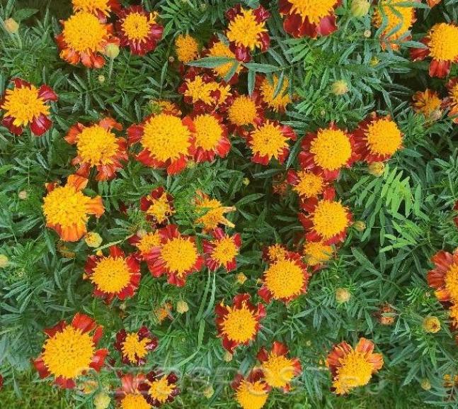 Бархатцы Желтая головка 3