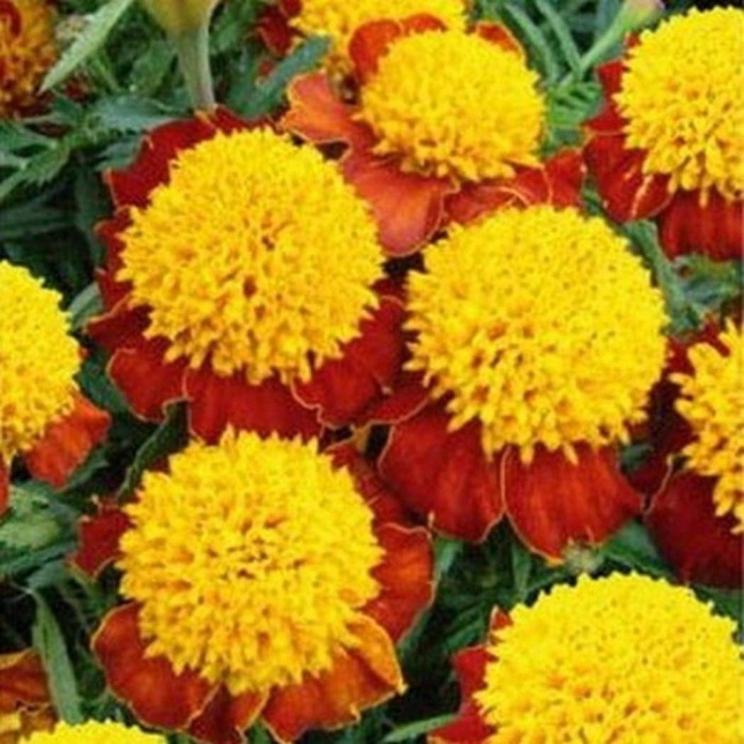 Бархатцы Желтая головка