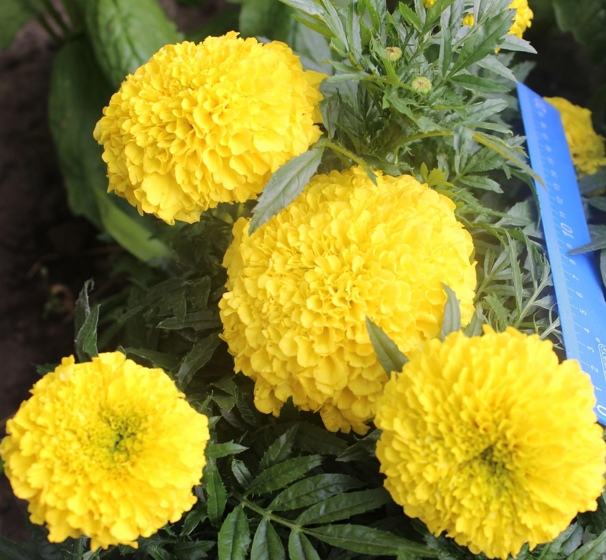 Бархатцы Желтый камень 2