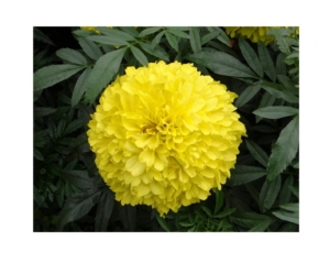 Бархатцы Желтый камень