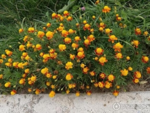 Бархатцы Золотая головка