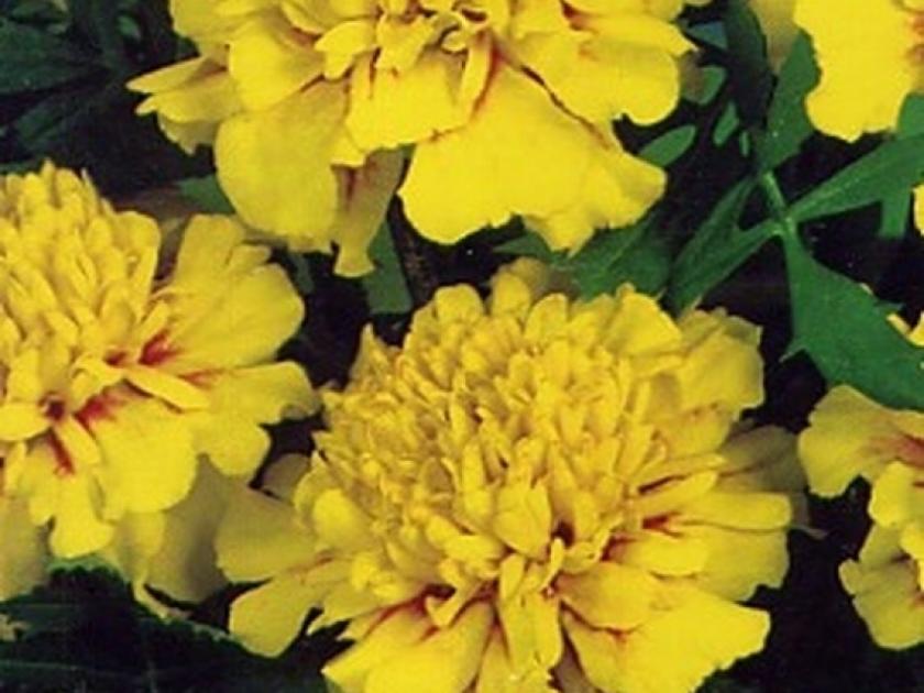 Бархатцы Золото героя 2