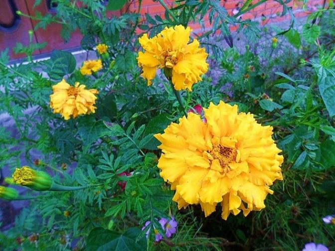 Бархатцы Золото героя