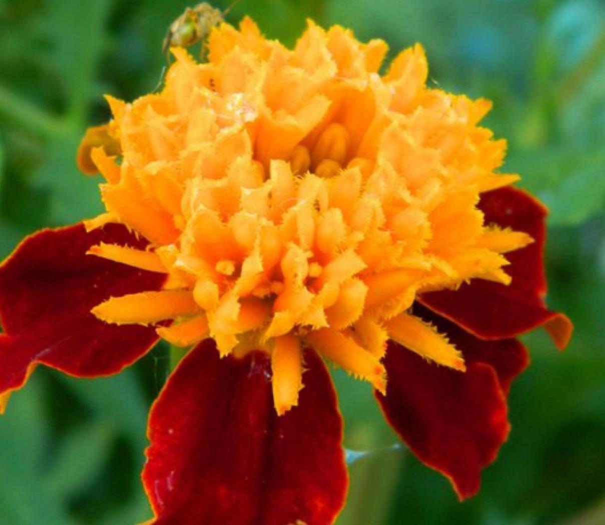 Бархатцы Золото Маккены 3