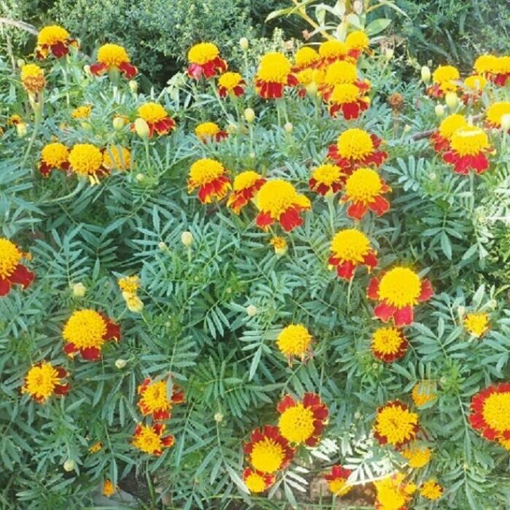 Бархатцы Золото Маккены