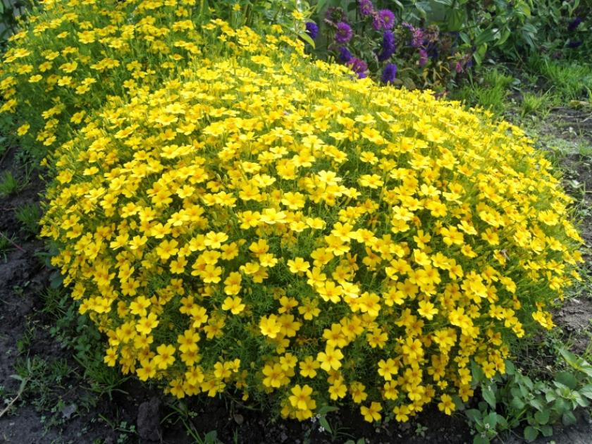 Бархатцы Золотой самоцвет 2