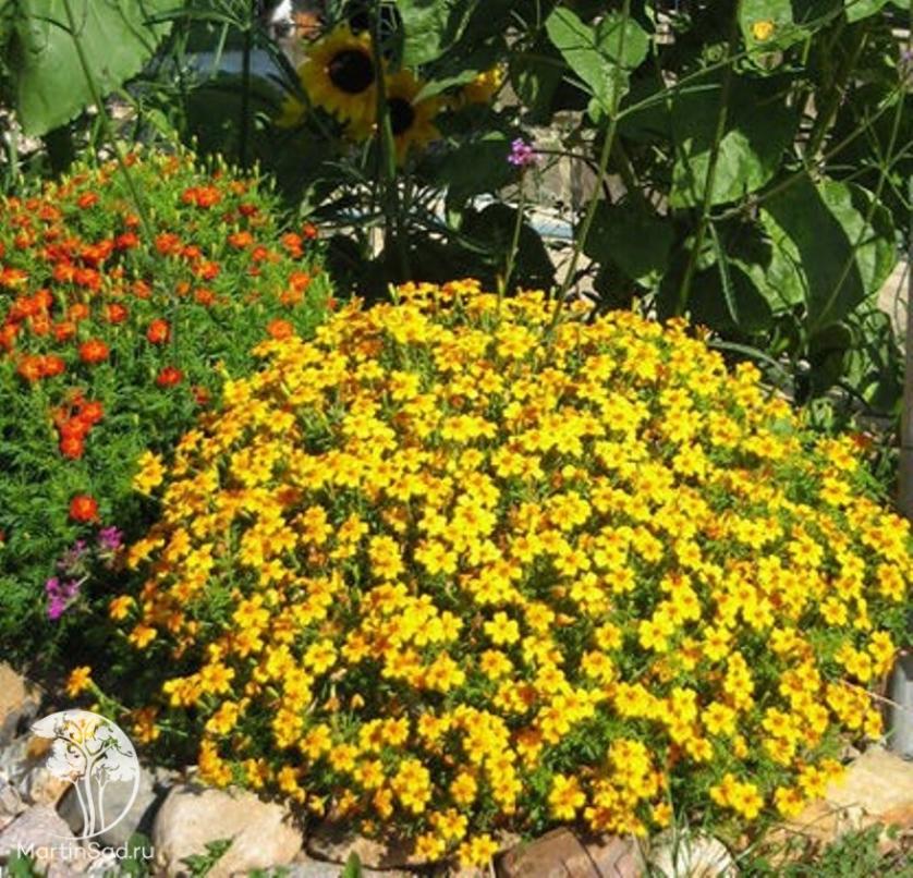 Бархатцы Золотой самоцвет 3