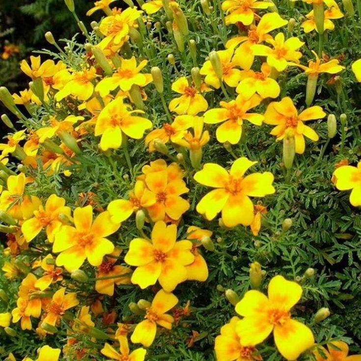 Бархатцы Золотой самоцвет