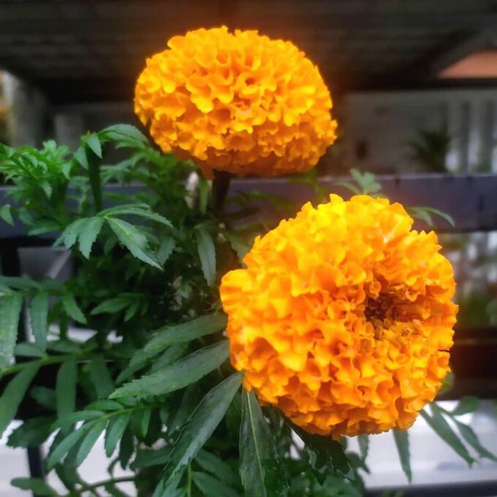 Бархатцы Золотой великан