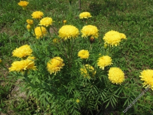 Бархатцы Золотые купола