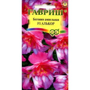 Бегония Алькор