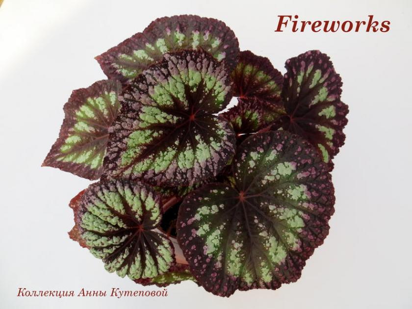 Бегония Фейерверк (Fireworks) 5