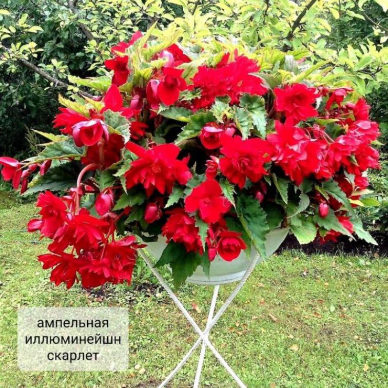 Бегония Иллюминейшен Скарлет 2