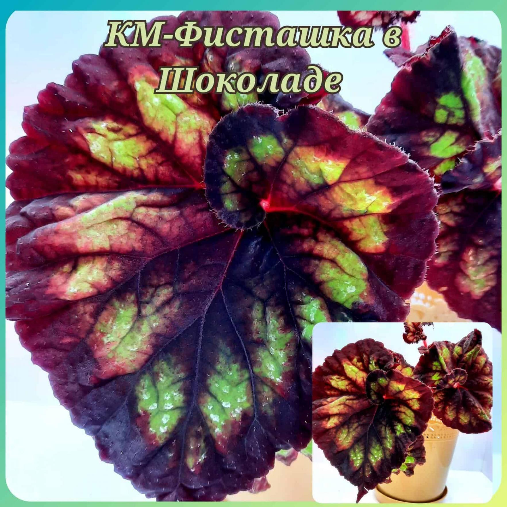 Бегония КМ-Фисташка в Шоколаде 3