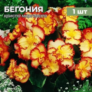 Бегония Криспа Маргината Желто-Красная