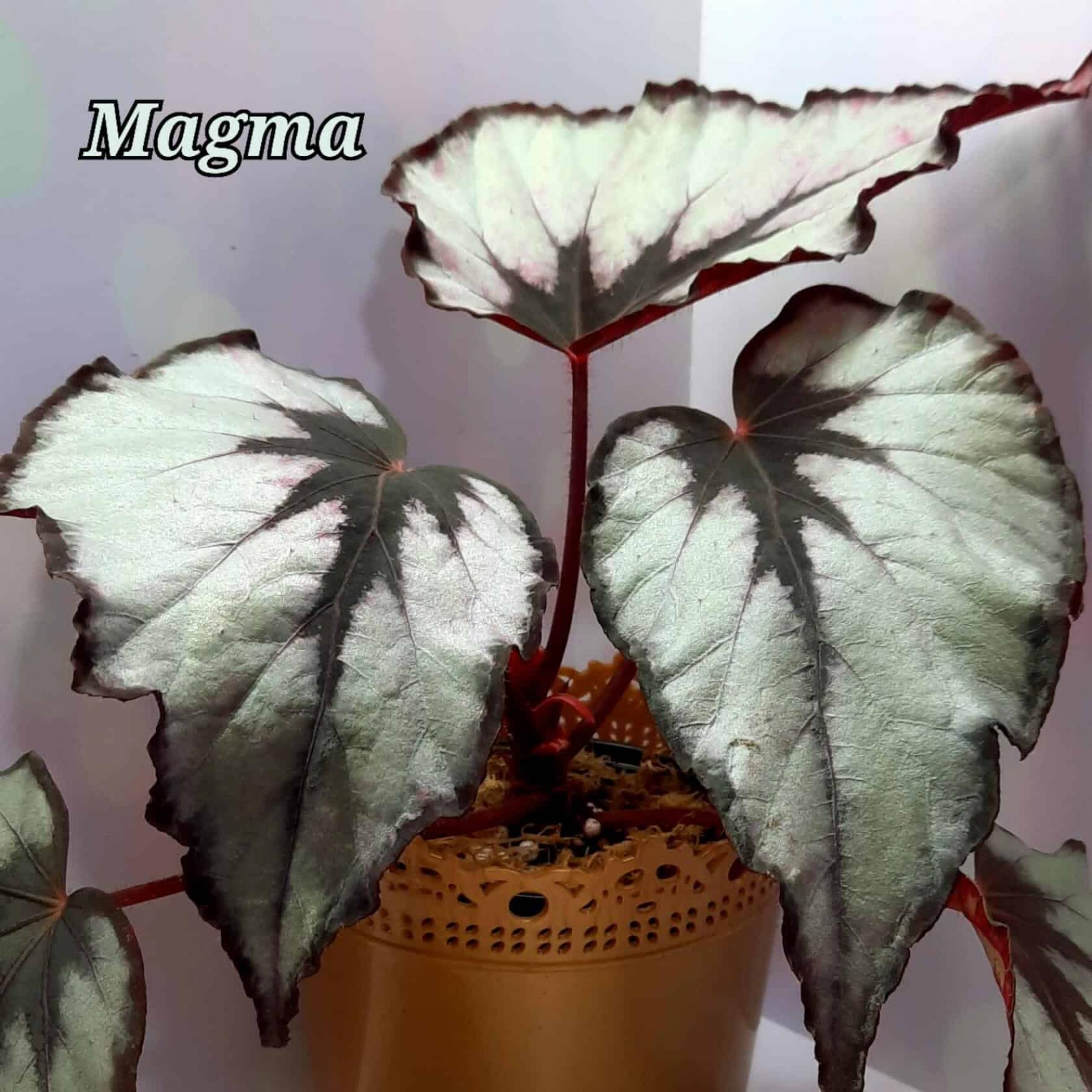 Бегония Магма 7