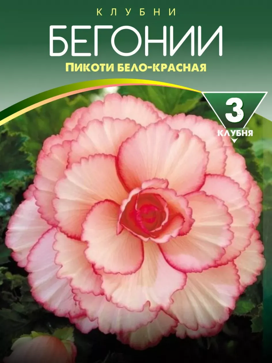 Бегония Пикоти бело-красная 3