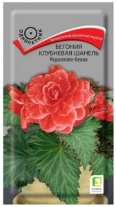 Бегония Шанель