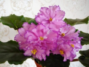 Фиалка АВ-Розовые Сны