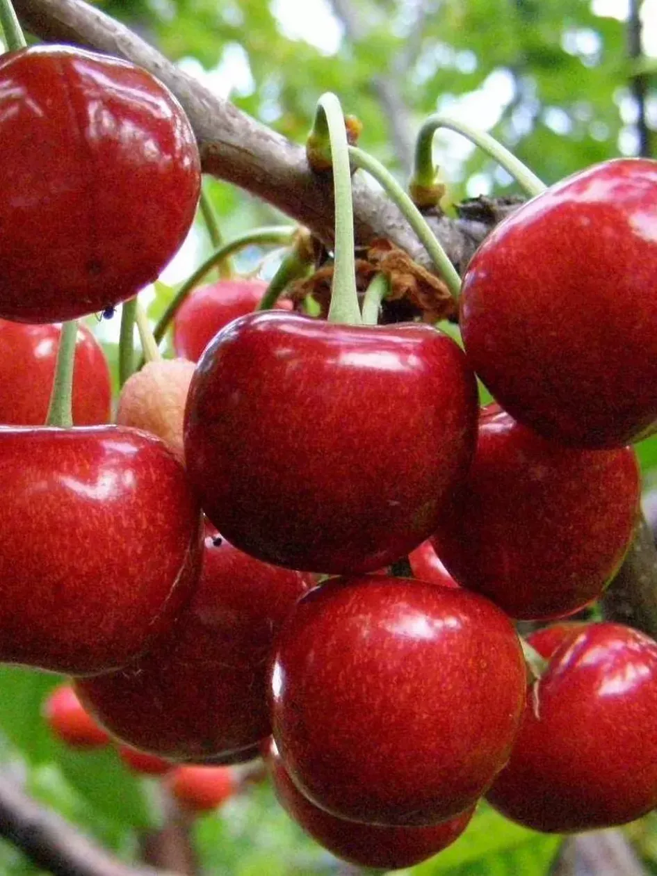 Черешня Александрия