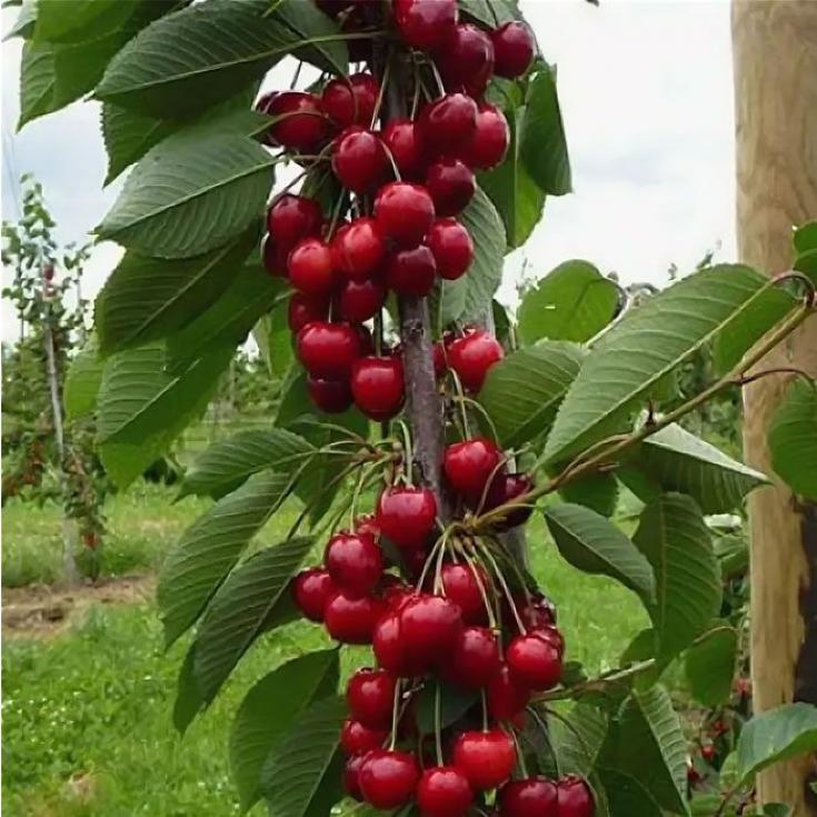 Черешня Амулет