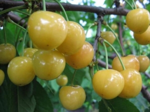 Черешня Брянская желтая