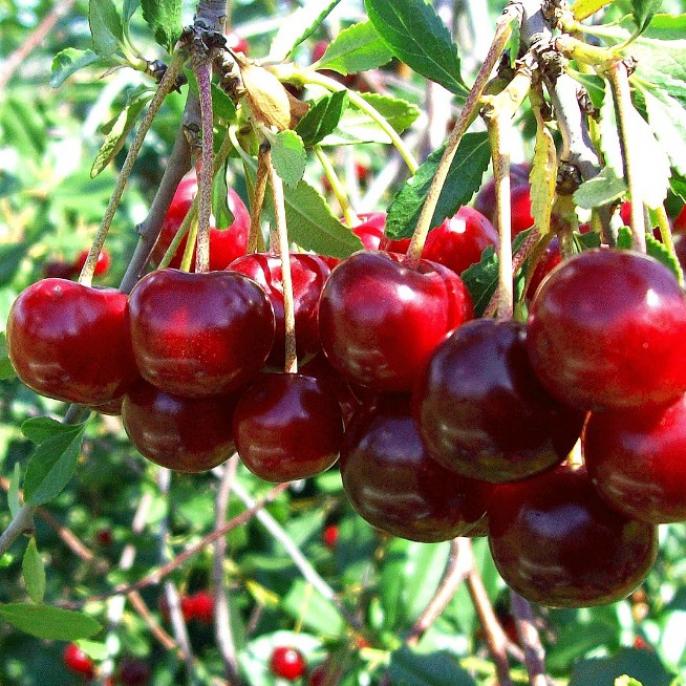 Черешня Гронковая 4