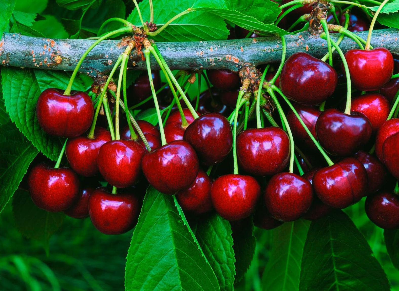 Черешня Июньская ранняя 5