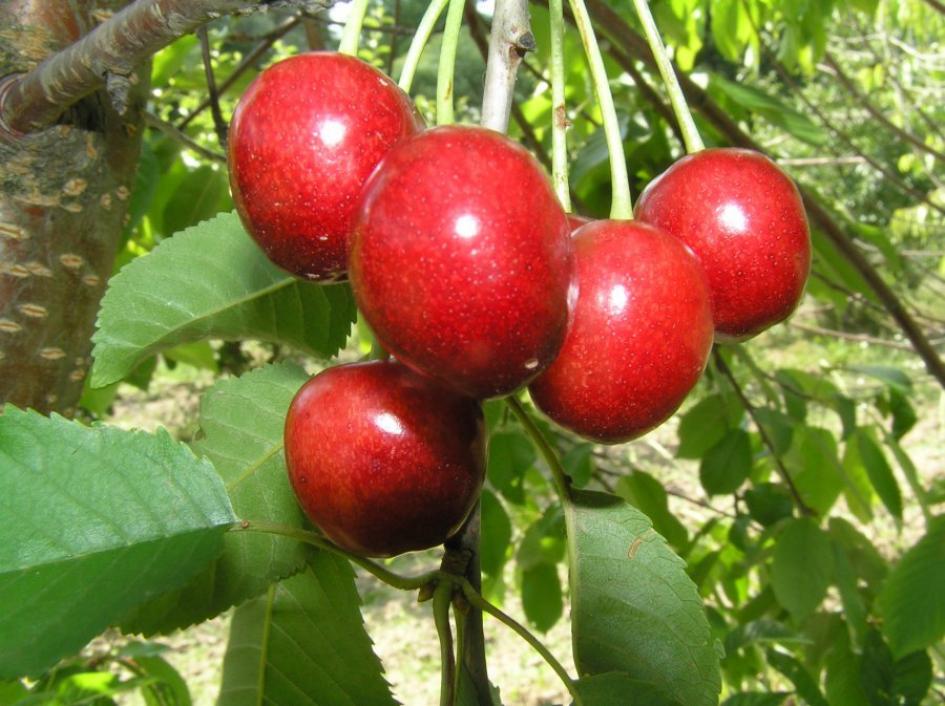 Черешня Красная горка 2