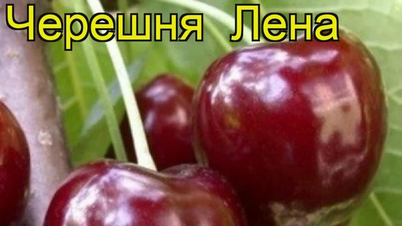 Черешня Лена 4
