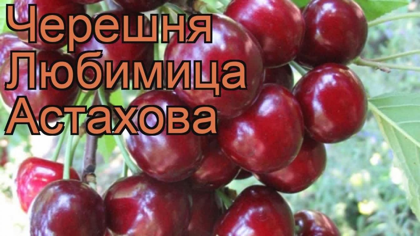 Черешня Любимица Астахова 5