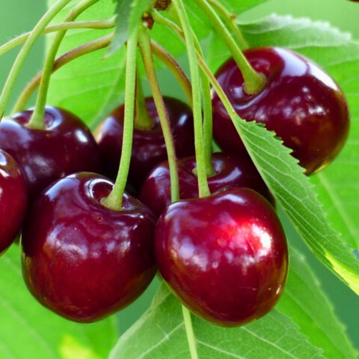 Черешня Любимица Астахова 7