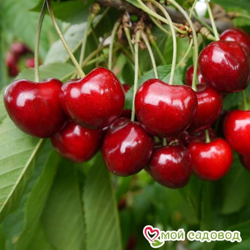 Черешня Мичуринская ранняя 3