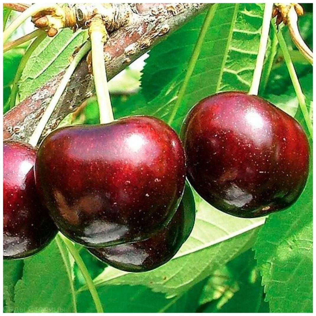 Черешня Мулатка