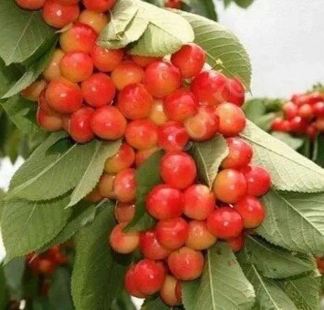 Черешня Орловская розовая 5