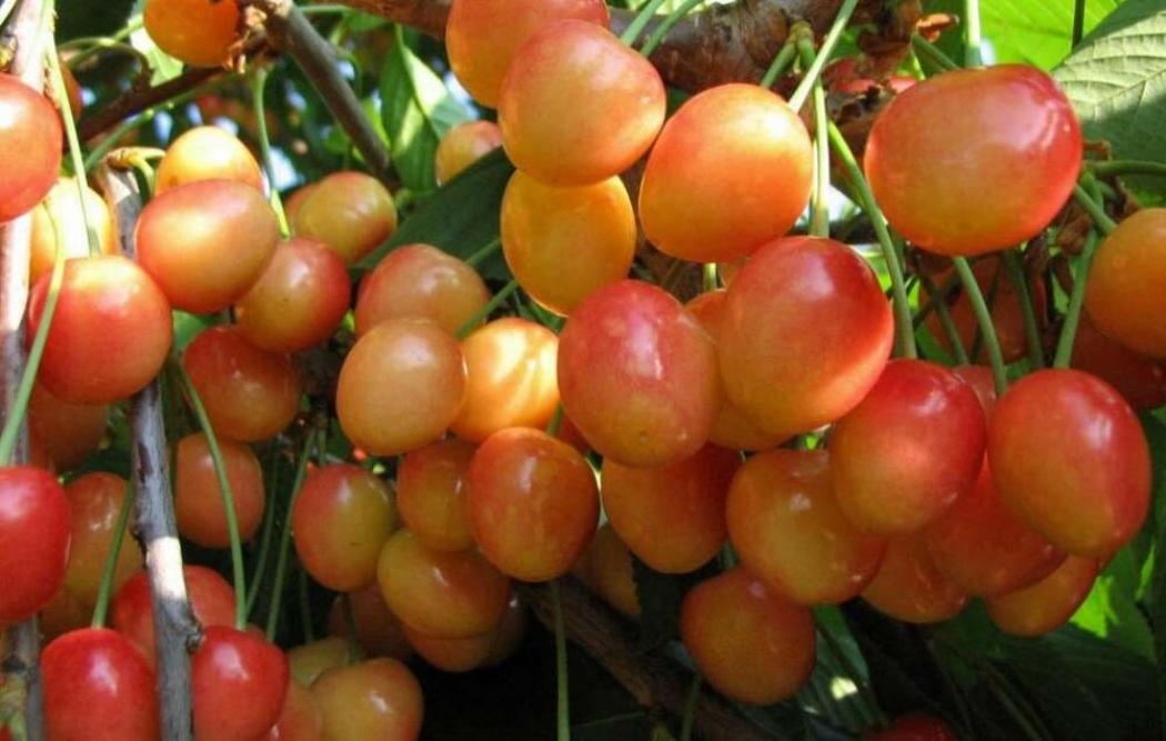 Черешня Ранняя розовая 3