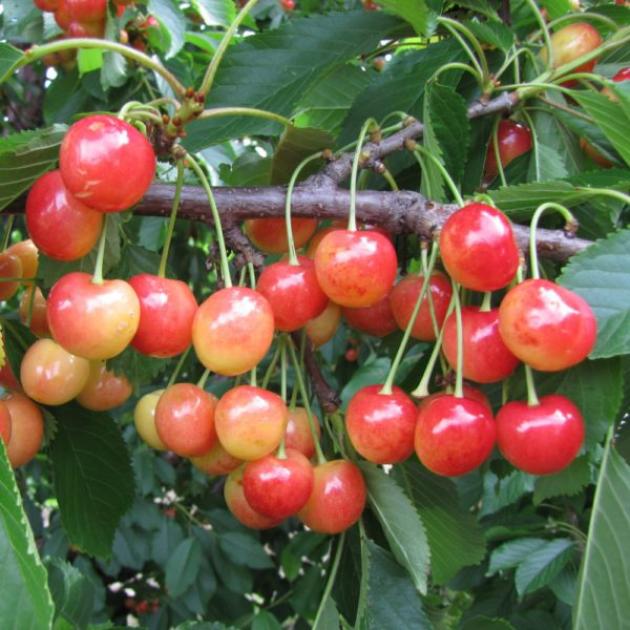 Черешня Ранняя розовая 4