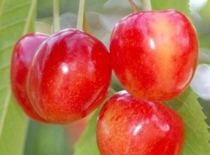 Черешня Ранняя розовая