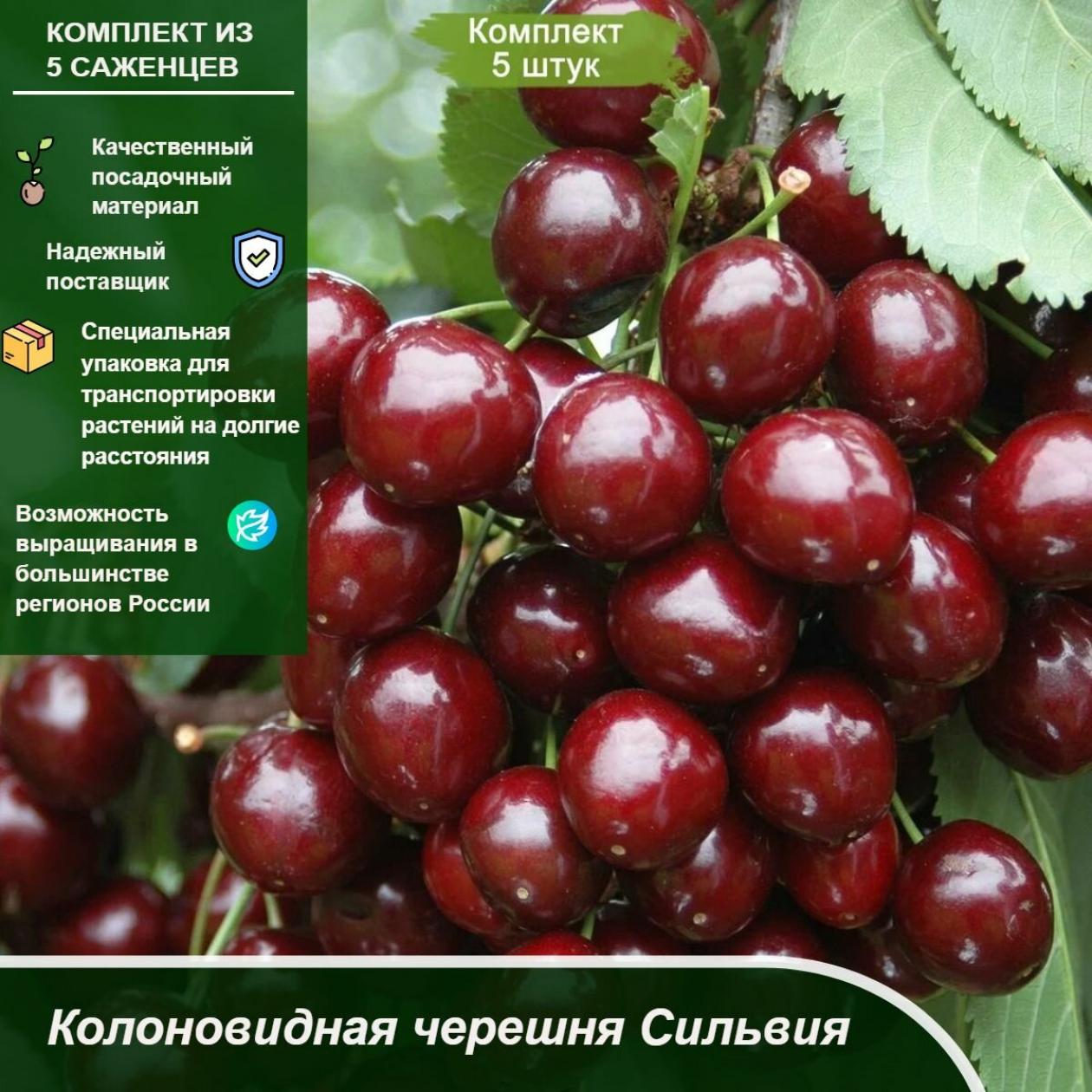 Черешня Сильвия 2