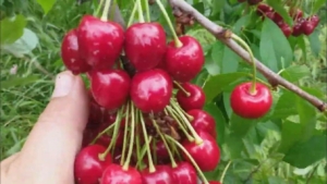 Черешня Сказка