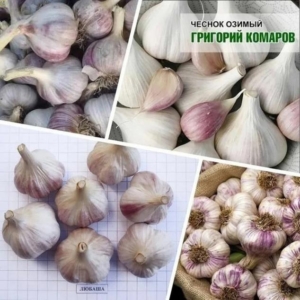 Чеснок Григорий Комаров
