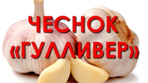 Чеснок Гулливер