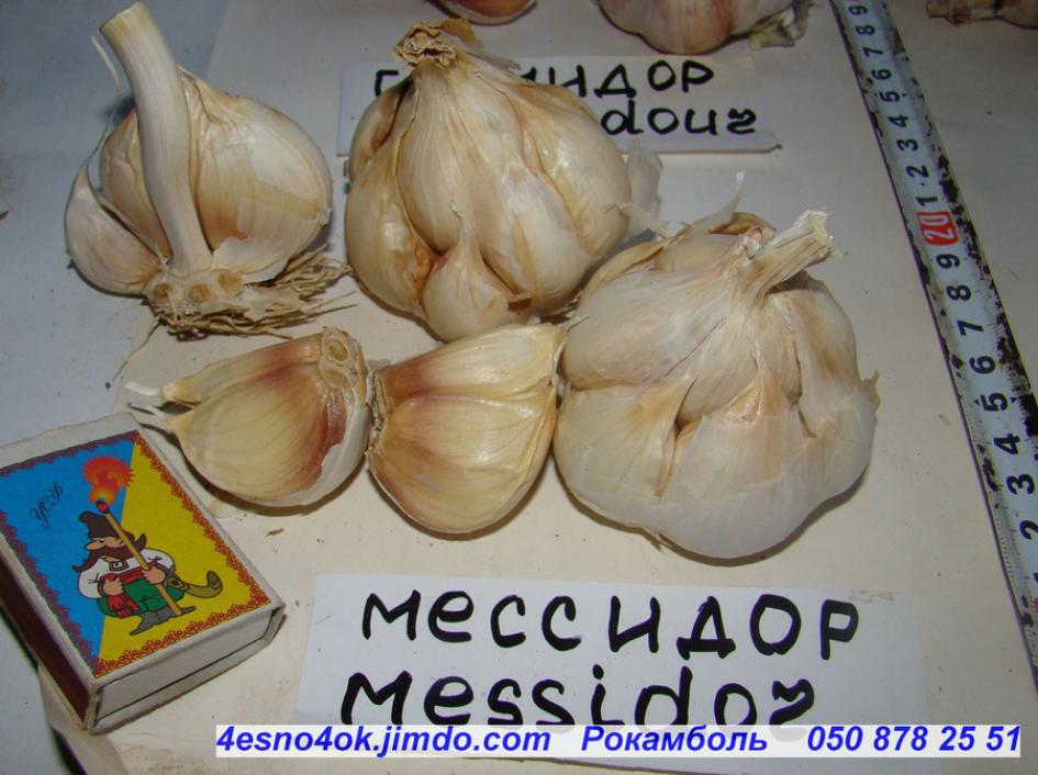 Чеснок Мессидор
