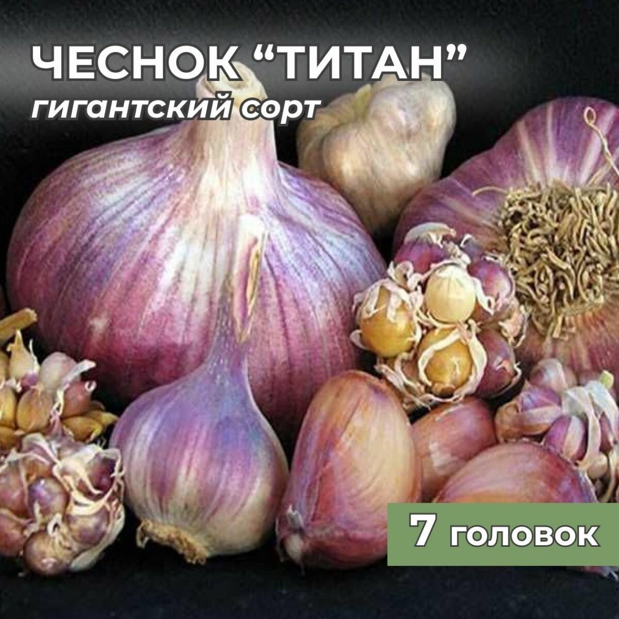 Чеснок Титан