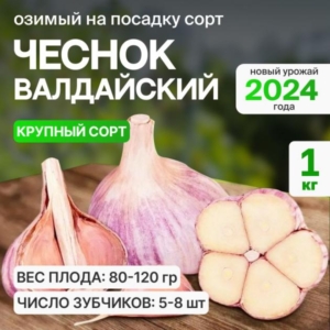 Чеснок Валдайский