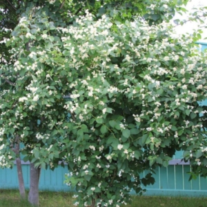 Чубушник Воздушный десант